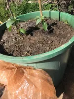 Tomatillo.JPG.webp