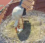 storch3.webp