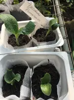 Zucchini Romanesco.webp