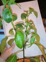 IMG_20210428_223150.webp