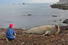 Seeelefant NZ.webp