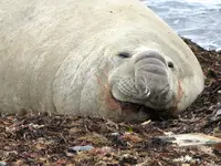 Seeelefant v.webp
