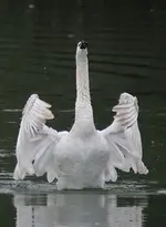 Der Schwan.webp