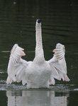 Der Schwan.JPG