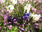 P1030324Hyazinthen.JPG