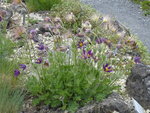 P1030336Küchenschelle.JPG