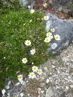 P1030340weiße Silberwurz.webp