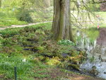 P1030378Münsters mangrovenwald.JPG
