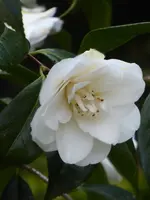 P1030382Kamelie.webp