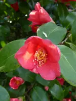P1030385Kamelie.webp