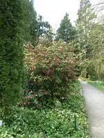 P1030386Kamelie.webp