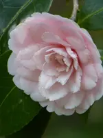 P1030388Kamelie.webp