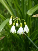 P1030392Sommerknotenblume.webp