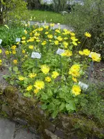 P1030398Großblütige Gemswurz.JPG