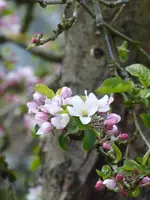 P1030414Apfel.webp