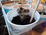 20210429_065133.jpg