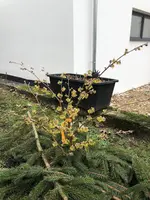 2021-02-06 Zaubernuss.webp
