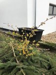 2021-02-06 Zaubernuss.JPG