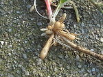 220px-Ranunculus_ficaria_Roots.jpg