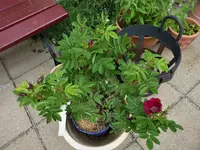 P1180393.webp P1180393.webp