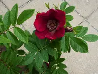 P1180394.webp P1180394.webp