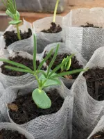 Süßlupine2.JPG