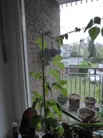 P1030442.webp