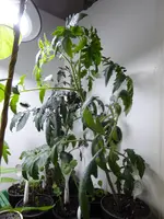 P1030444.webp