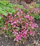 Frühlingsplatterbse Pink .jpg
