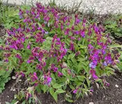 Frühlingsplatterbse fuchsia.jpg