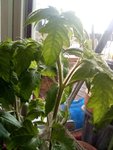 IMG_20210501_095610.jpg