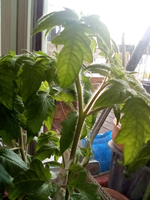 IMG_20210501_095610.webp