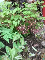 Elfenblume2.webp