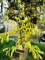 IMG_20210501_122246.webp