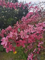 IMG_20210501_133237.jpg