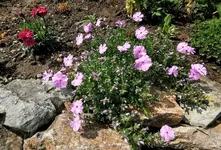 IMG_20210501_122513.webp
