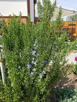 IMG_20210501_130329.webp