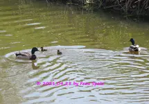 Forum Ente Efeu-Entchen 2 Kükis 2021_04_2021 P1160881.webp