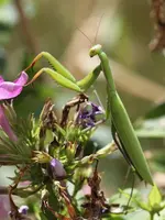 Mantis religiosa.webp