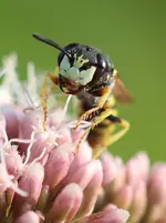 Die Feldwespe.webp