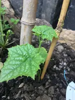 Luffa.webp