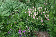 Frühlingsplatterbse 0121.webp