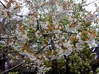 DSCN2929.webp