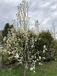 IMG_7987.JPG