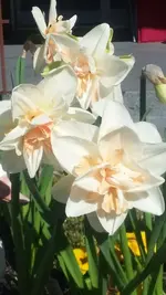 Narzissen.webp