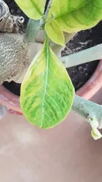 20210503_133556.webp 20210503_133556.webp