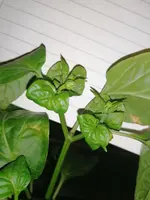 IMG_20210503_231348.webp