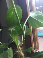 image.webp