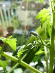 P1030465Schwarze von der Krim.JPG