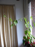 P1030469Feuerbohnen.JPG
